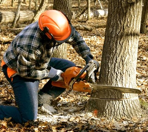 Tree Removal in Pottsboro, TX